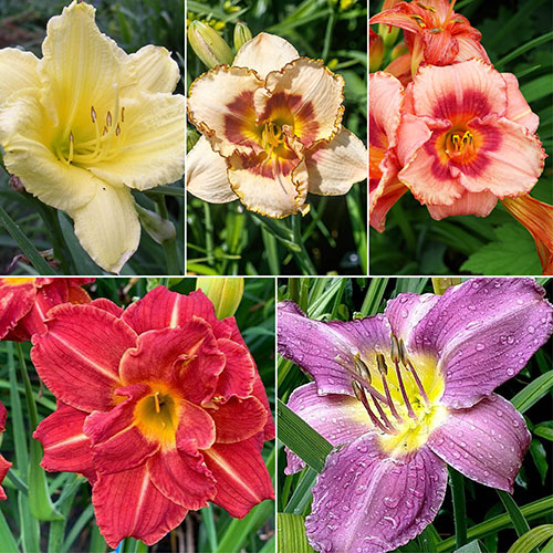 Daylily Rainbow Collection Daylily Rainbow Collection