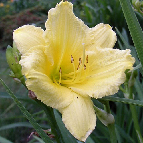 Daylily Rainbow Collection Daylily Rainbow Collection
