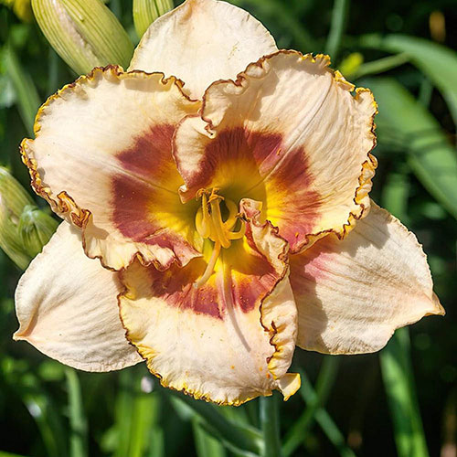 Daylily Rainbow Collection Daylily Rainbow Collection