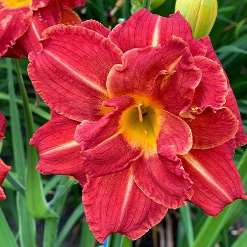 Daylily Rainbow Collection Daylily Rainbow Collection