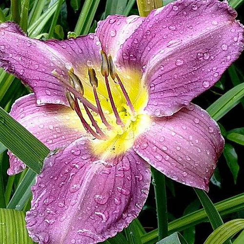 Daylily Rainbow Collection Daylily Rainbow Collection