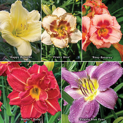 Daylily Rainbow Collection Daylily Rainbow Collection
