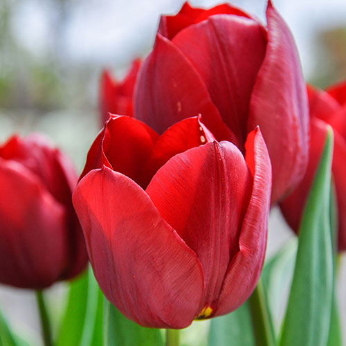 Tulip Triumph Red Tulip Triumph Red