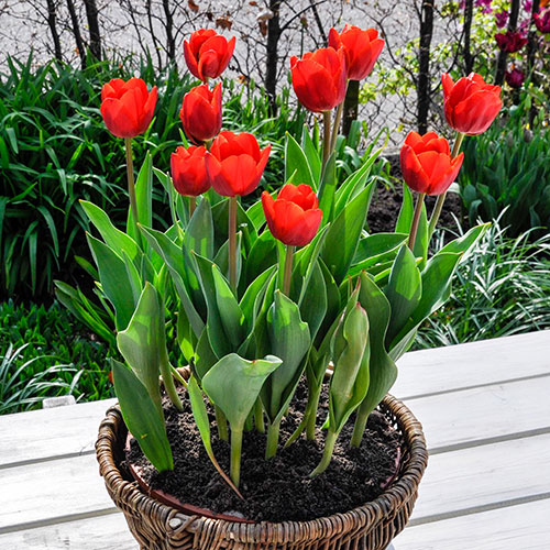 Tulip Triumph Red Tulip Triumph Red