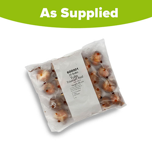 Tulip Triumph Red Tulip Triumph Red