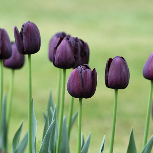 Tulip Queen of the Night Tulip Queen of the Night