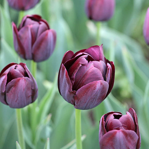 Tulip Queen of the Night Tulip Queen of the Night