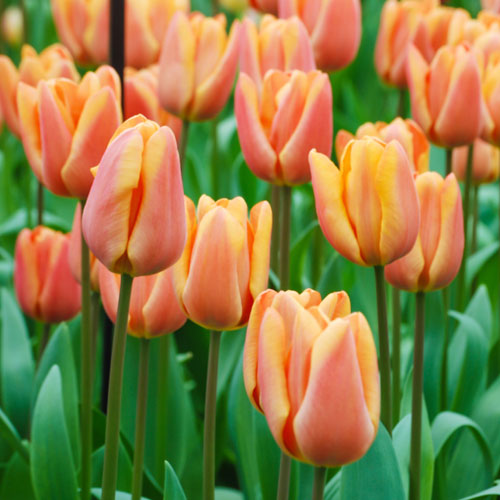 Tulip Apricot Foxx Tulip Apricot Foxx