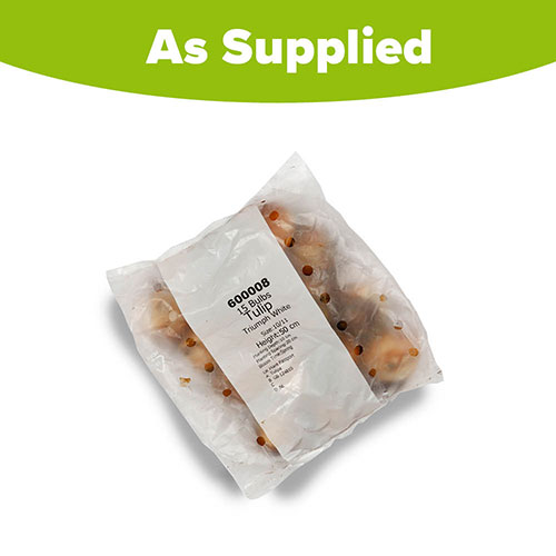 Tulip Triumph White Tulip Triumph White