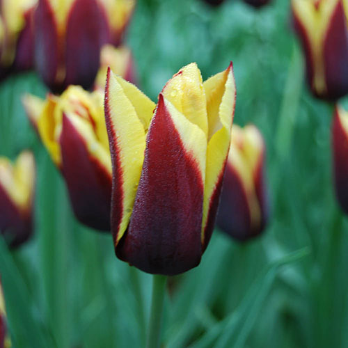 Tulip Gavota Tulip Gavota