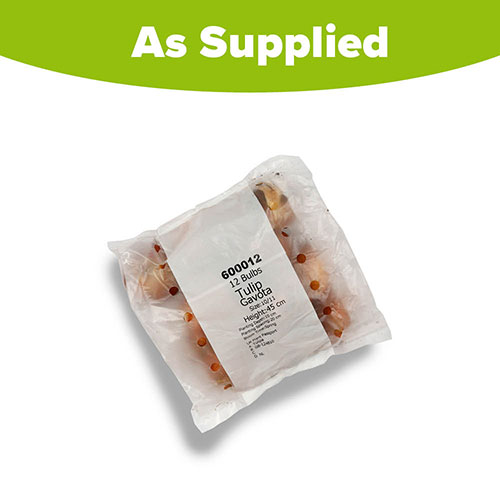 Tulip Gavota Tulip Gavota