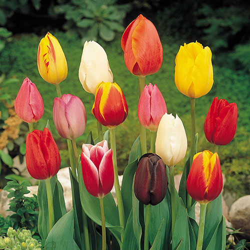 Tulip Triumph Mixed Tulip Triumph Mixed
