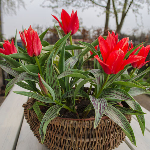 Tulip Red Riding Hood Tulip Red Riding Hood