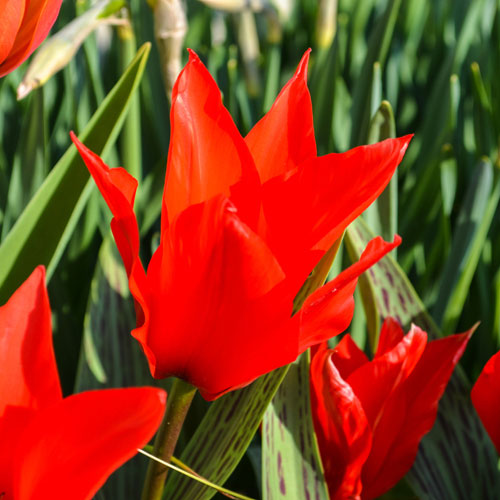 Tulip Red Riding Hood Tulip Red Riding Hood