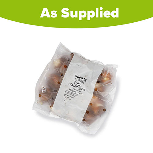 Tulip Washington Tulip Washington