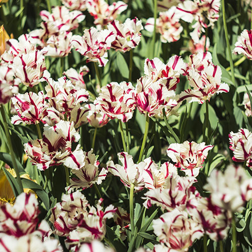 Tulip Carnaval de Nice Tulip Carnaval de Nice