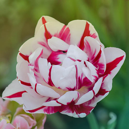 Tulip Carnaval de Nice Tulip Carnaval de Nice