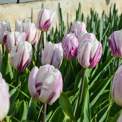 Tulip Flaming Flag Tulip Flaming Flag