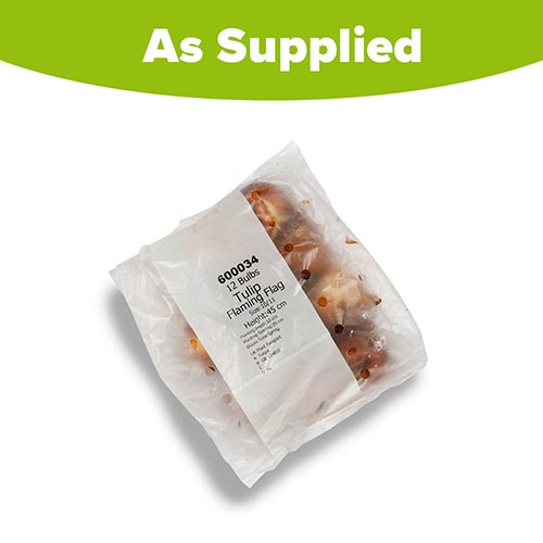 Tulip Flaming Flag Tulip Flaming Flag