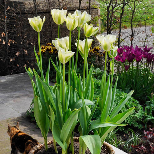 Tulip Spring Green Tulip Spring Green