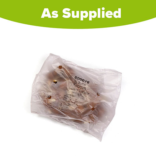 Crocus Tricolor Crocus Tricolor