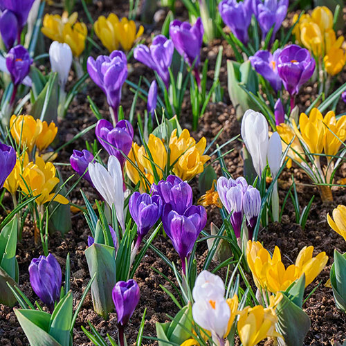 Mixed Species Crocuses Mixed Species Crocuses