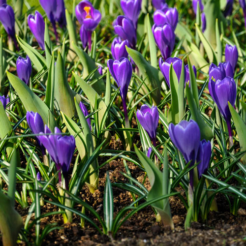 Large-Flowered Blue Crocus Large-Flowered Blue Crocus