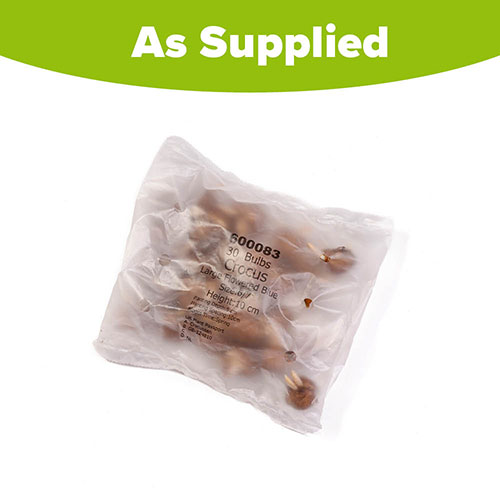 Large-Flowered Blue Crocus Large-Flowered Blue Crocus