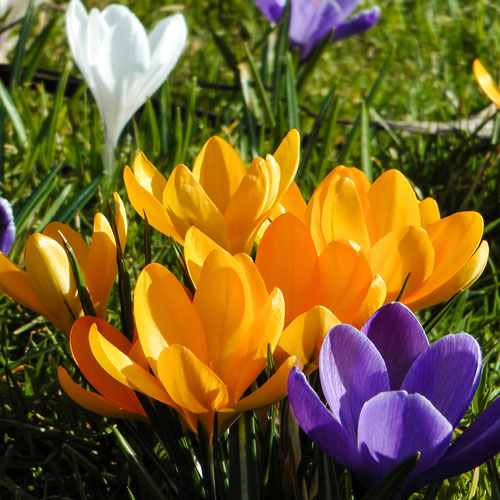 Large-Flowered Yellow Crocus Large-Flowered Yellow Crocus
