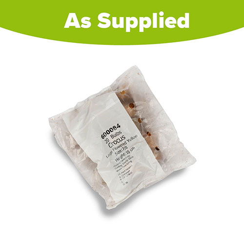 Large-Flowered Yellow Crocus Large-Flowered Yellow Crocus