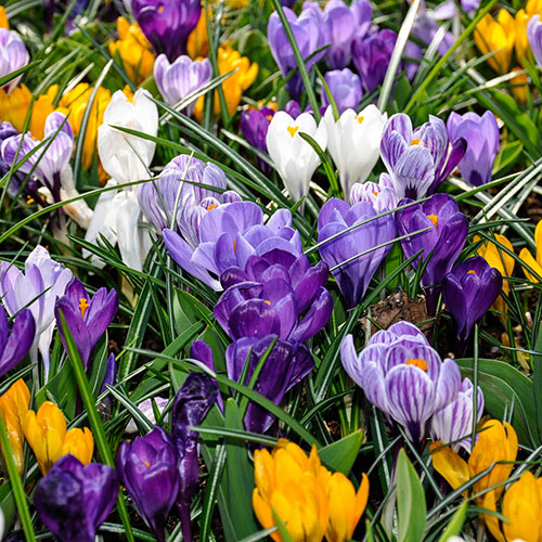 Crocus Large Flowered Mixed 30 bulbs