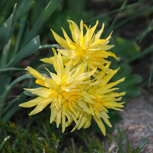 Narcissus Rip van Winkle Narcissus Rip van Winkle