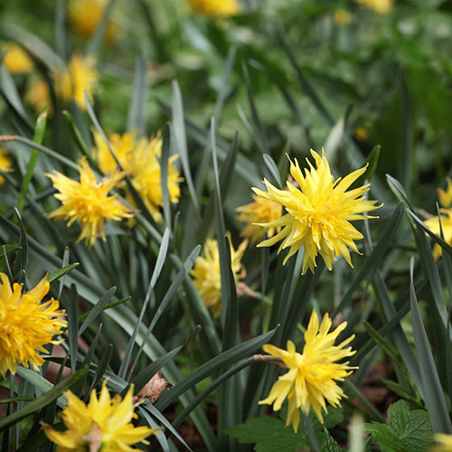 Narcissus Rip van Winkle Narcissus Rip van Winkle