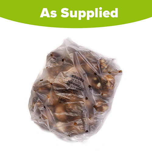 Narcissus Rip van Winkle Narcissus Rip van Winkle