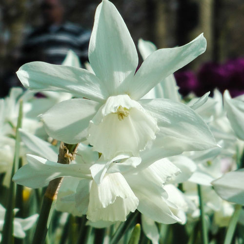 Narcissus Thalia Narcissus Thalia