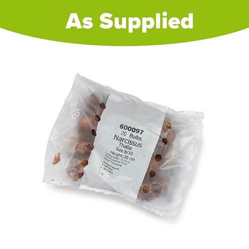 Narcissus Thalia Narcissus Thalia