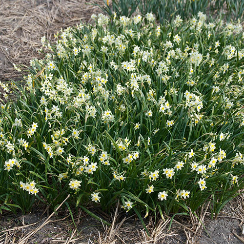 Narcissus Minnow Narcissus Minnow