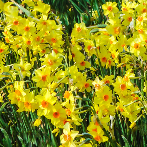 Tazetta Daffodil Narcissus Hoopoe Tazetta Daffodil Narcissus Hoopoe