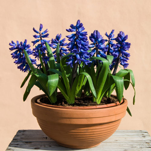 Hyacinth Blue Hyacinth Blue