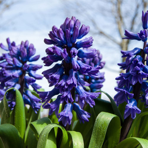 Hyacinth Blue Hyacinth Blue