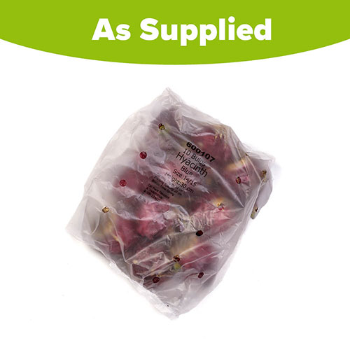 Hyacinth Blue Hyacinth Blue