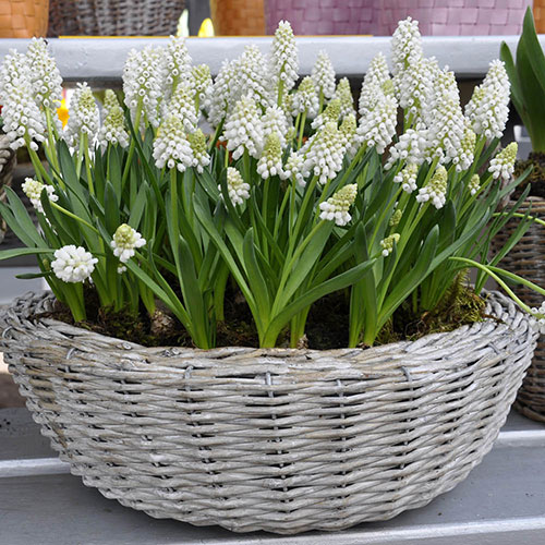 Grape Hyacinth Muscari Album Grape Hyacinth Muscari Album