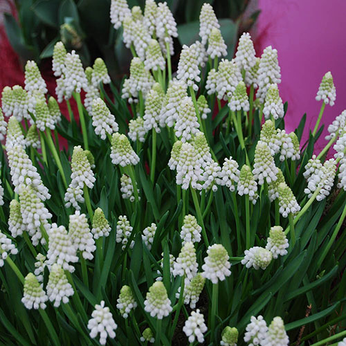 Grape Hyacinth Muscari Album Grape Hyacinth Muscari Album