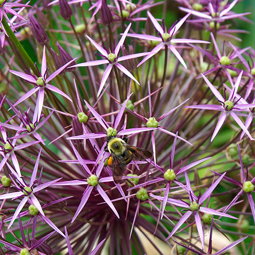 Allium Christophii Allium Christophii