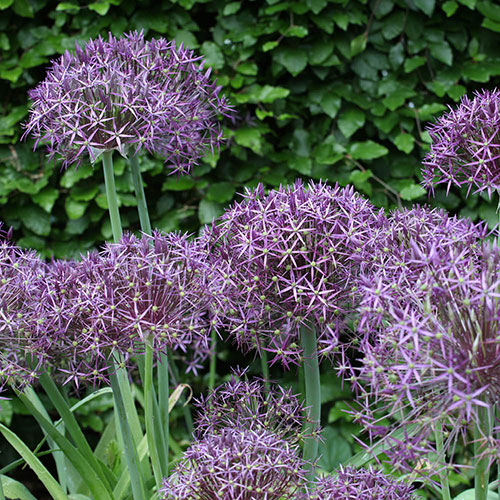 Allium Christophii Allium Christophii