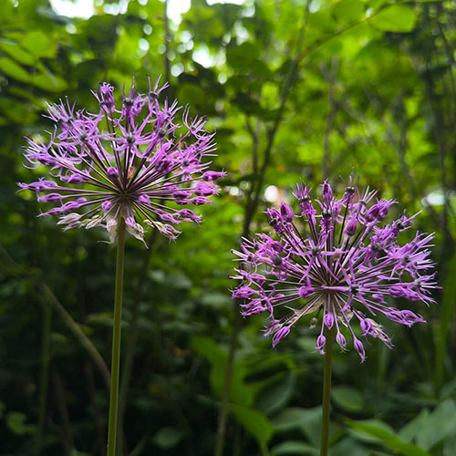 Allium Christophii Allium Christophii