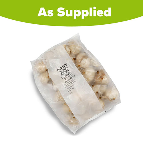 Allium Christophii Allium Christophii