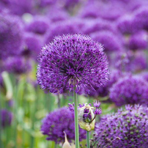 Allium Purple Sensation Allium Purple Sensation