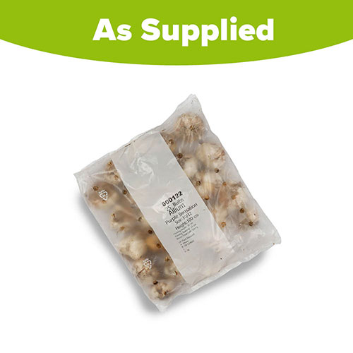 Allium Purple Sensation Allium Purple Sensation