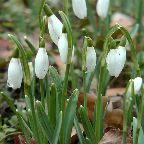 Snowdrop Galanthus nivalis Snowdrop Galanthus nivalis